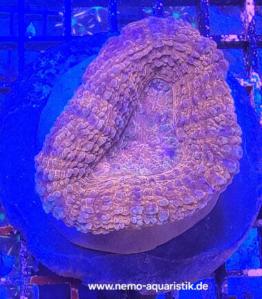 Lobophyllia rot 20.03.25 3