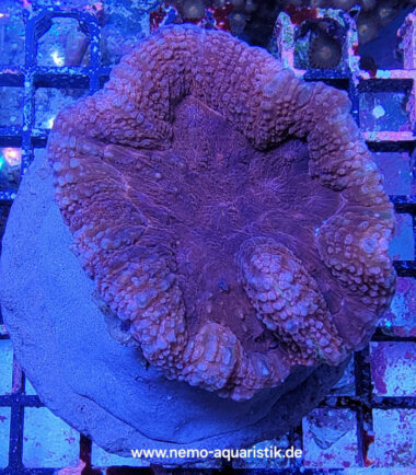 Lobophyllia rot 20.03.25 4