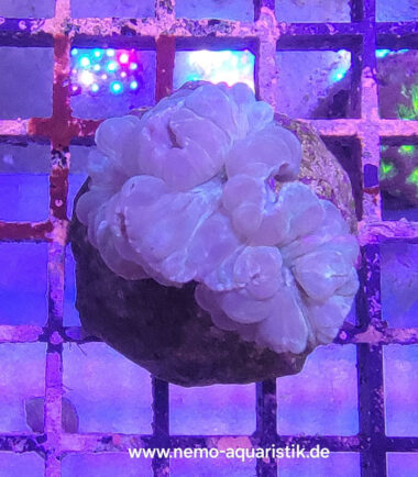 Nemenzophyllia turbida Jasminkoralle 6