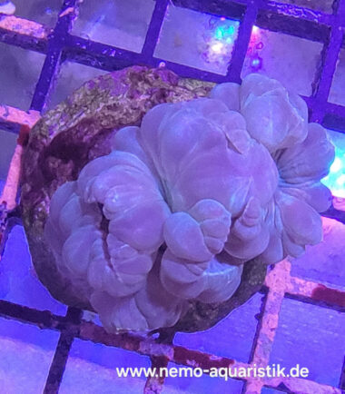 Nemenzophyllia turbida Jasminkoralle 4