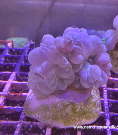 Nemenzophyllia turbida Jasminkoralle 3