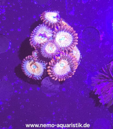 Zoanthus Palythoa Seduction 4