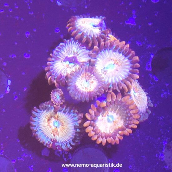 Zoanthus Palythoa Seduction 1