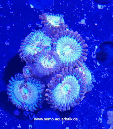 Zoanthus Palythoa Seduction 3