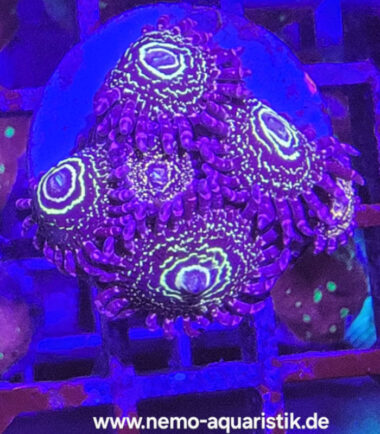Zoanthus Palythoa Stratosphere