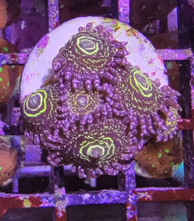 Zoanthus Palythoa Stratosphere