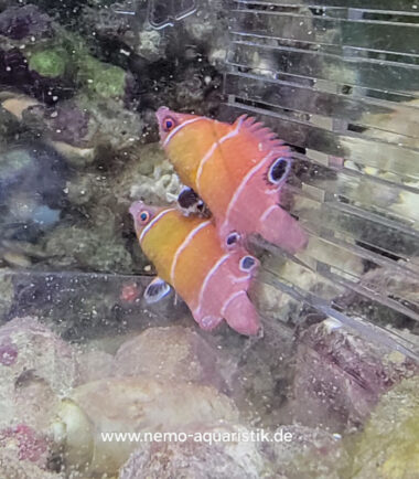 Wetmorella nigropinnata Höhlenlippfisch