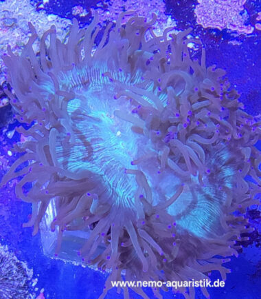 Catalaphyllia jardinei Wunderkoralle Blue Tips