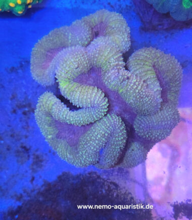 Lobophyllia XL gelb-gold WYSIWYG