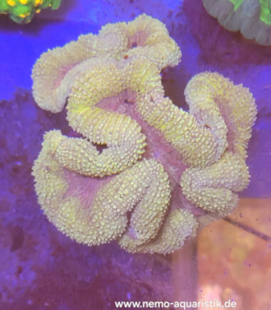Lobophyllia XL gelb-gold WYSIWYG