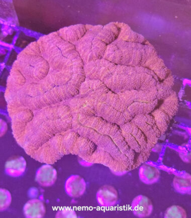 Lobophyllia XL Superred WYSIWYG