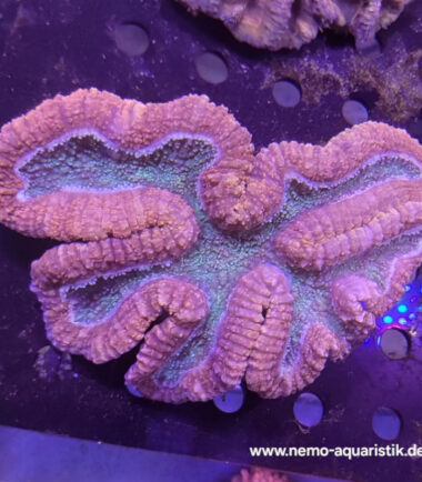 Lobophyllia türkis rosa XXL