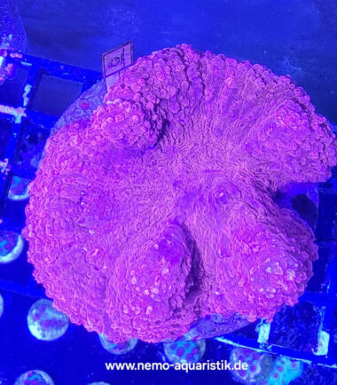 Lobophyllia ultrarot