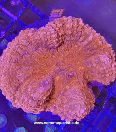 Lobophyllia ultrarot