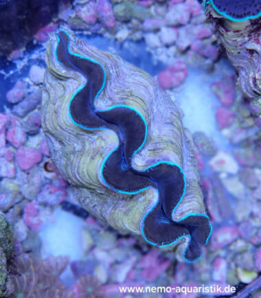 Tridacna maxima Mördermuschel WYSIWYG Nr.1 4