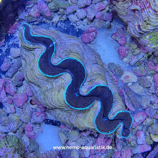 Tridacna maxima Mördermuschel WYSIWYG Nr.1 1