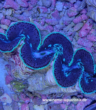 Tridacna maxima Mördermuschel WYSIWYG Nr.2