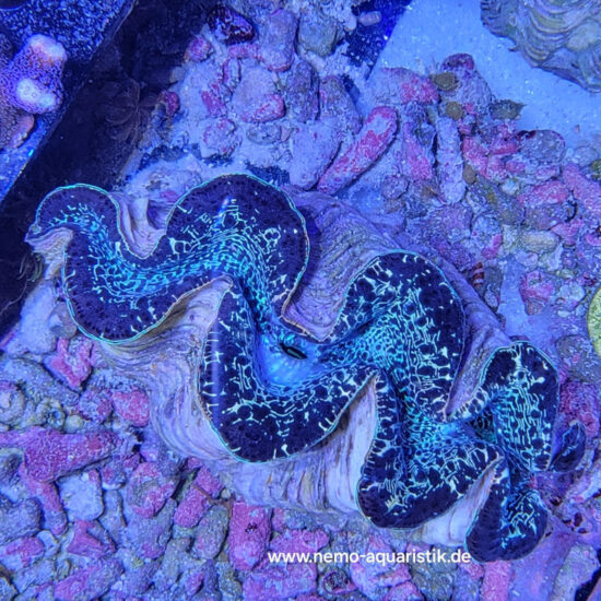 Tridacna maxima Mördermuschel WYSIWYG Nr.3 1