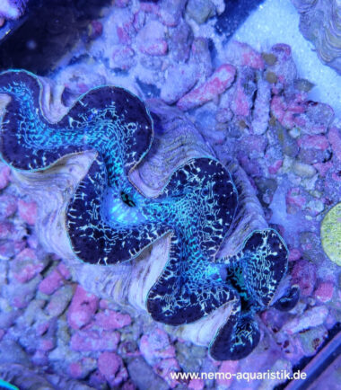 Tridacna maxima Mördermuschel WYSIWYG Nr.3 4
