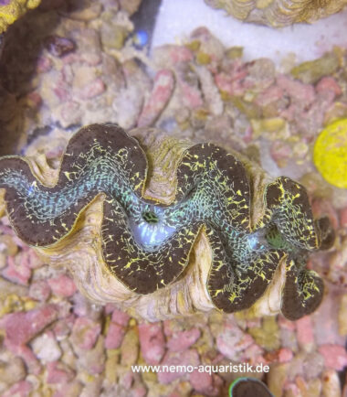 Tridacna maxima Mördermuschel WYSIWYG Nr.3 5