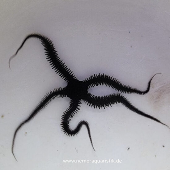 Ophiomastix sp. schwarzer Schlangenseestern 1