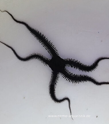 Ophiomastix sp. schwarzer Schlangenseestern 4