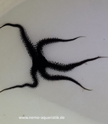 Ophiomastix sp. schwarzer Schlangenseestern 3
