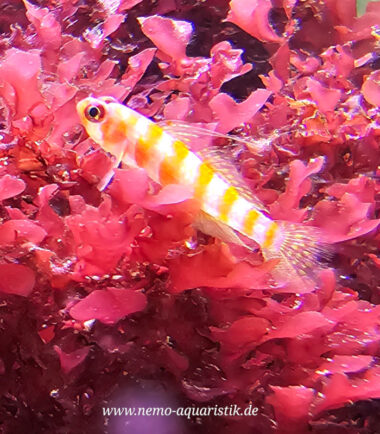 Zwerggrundel bei Nemo-Aquaristik kaufen