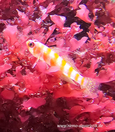 Trimma cana -Zuckerstangen Grundel 3