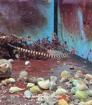 Dunckerocampus dactyliophorus Zebra - Seenadel 4