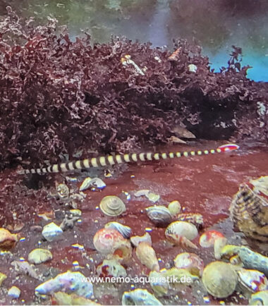 Dunckerocampus dactyliophorus Zebra - Seenadel 2