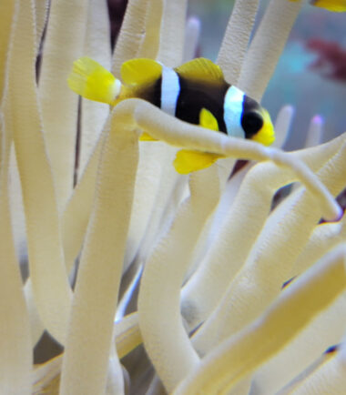 Amphiprion clarkii - gelber Clarks Anemonenfisch Nachzucht 3