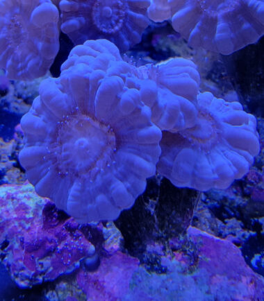 Caulastrea furcata blue - blaue Flötenkoralle 4