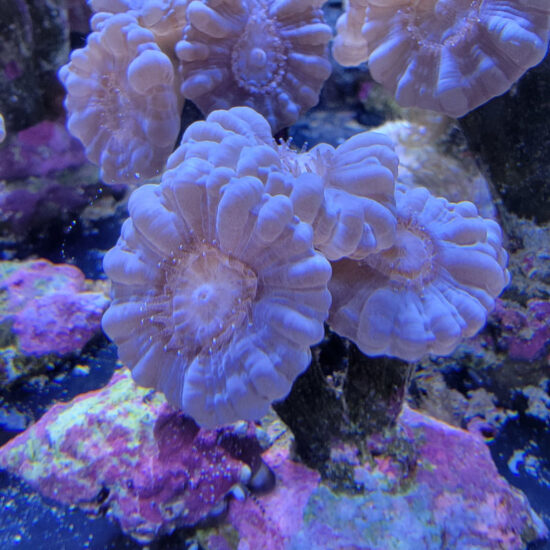 Caulastrea furcata blue - blaue Flötenkoralle 1