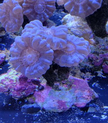 Caulastrea furcata blue - blaue Flötenkoralle 3