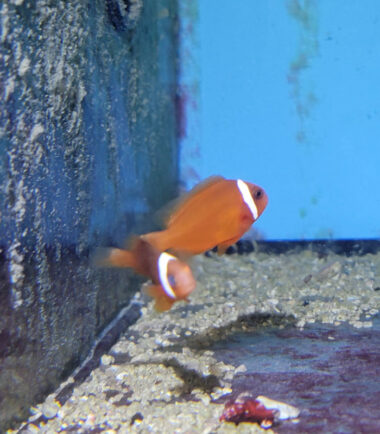 Amphiprion frenatus- Weißbinden-Glühkohlen-Anemonenfisch Nachzucht 2