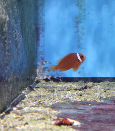 Amphiprion frenatus- Weißbinden-Glühkohlen-Anemonenfisch Nachzucht 3