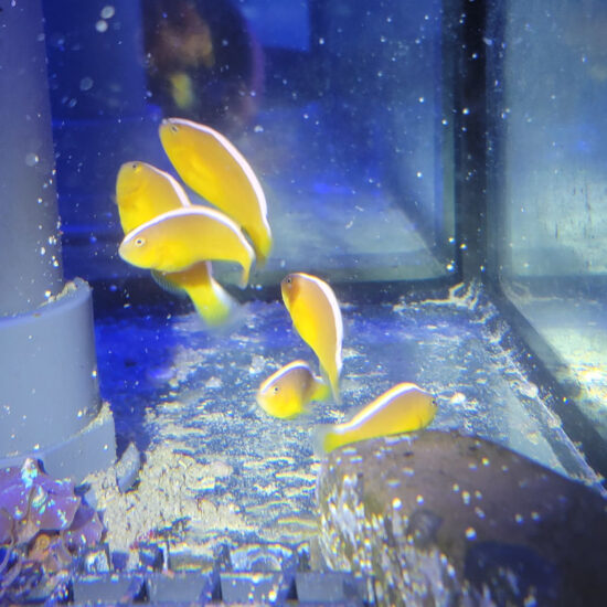 Amphiprion sandaracinos- Weißrücken Anemonenfisch 1