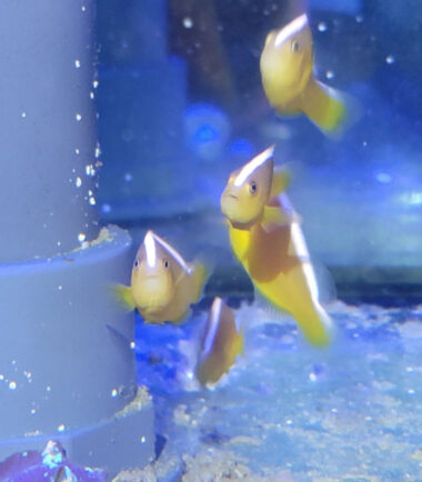 Amphiprion sandaracinos- Weißrücken Anemonenfisch 3