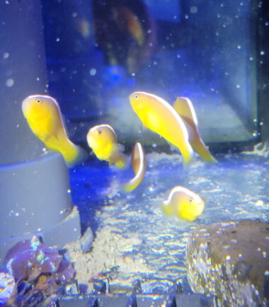 Amphiprion sandaracinos Nachzucht Nemo-Aquaristik