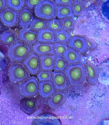 Zoanthus Palythoa AOI Nachzucht