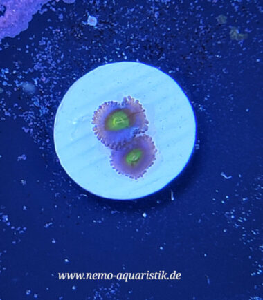 Zoanthus Palythoa AOI