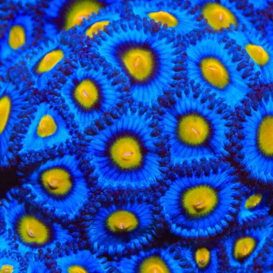 Zoanthus Palythoa AOI 1
