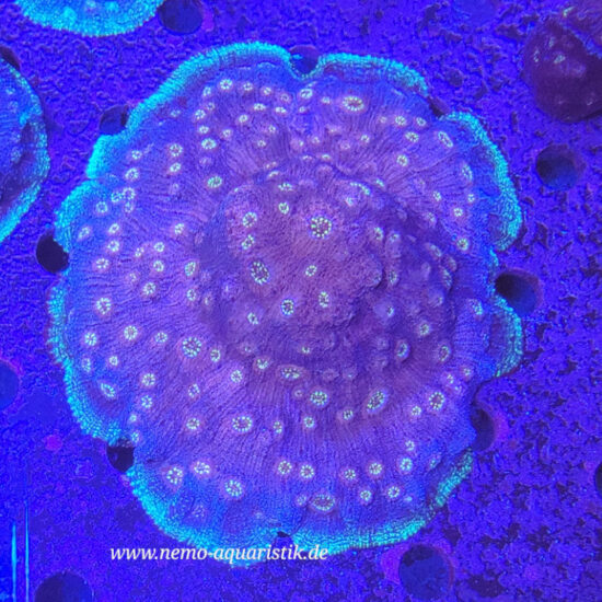 Chalice Echinophyllia Watermelon Nachzucht 1