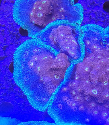 Chalice Echinophyllia Watermelon Nachzucht 3
