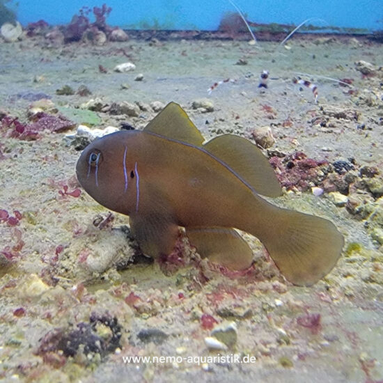 Gobiodon citrinus Zitronen Korallengrundel 1
