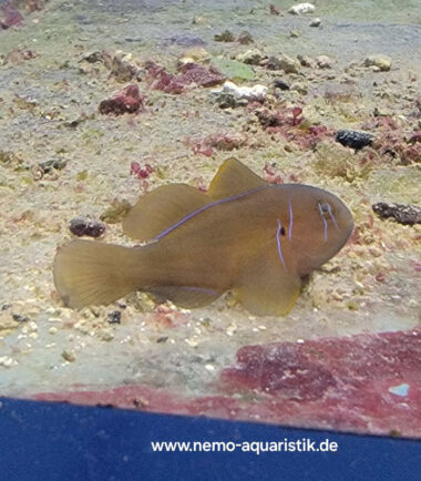 Gobiodon citrinus Zitronen Korallengrundel 3