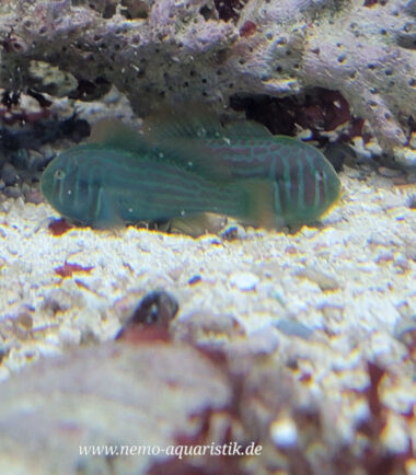 Gobiodon histrio Blaupunkt Korallengrundel 2