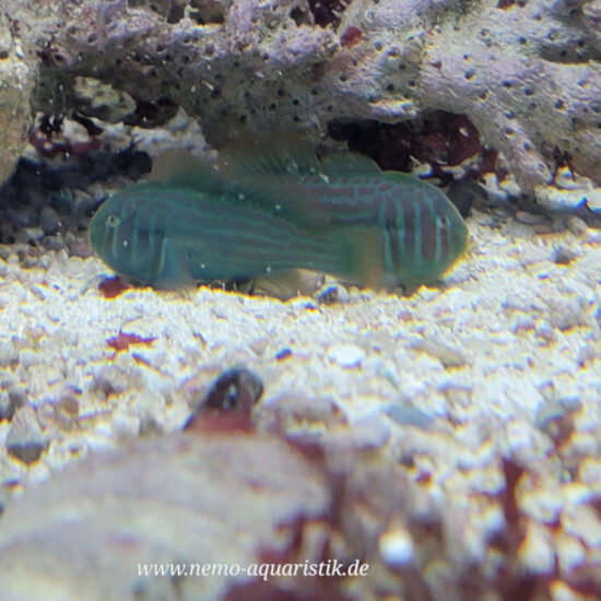 Gobiodon histrio Blaupunkt Korallengrundel 1