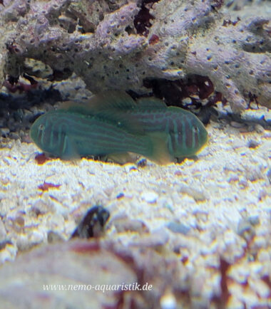 Gobiodon histrio Blaupunkt Korallengrundel 4